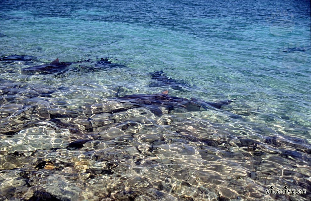 Requins taureaux - Fascinants prédateurs des mers
