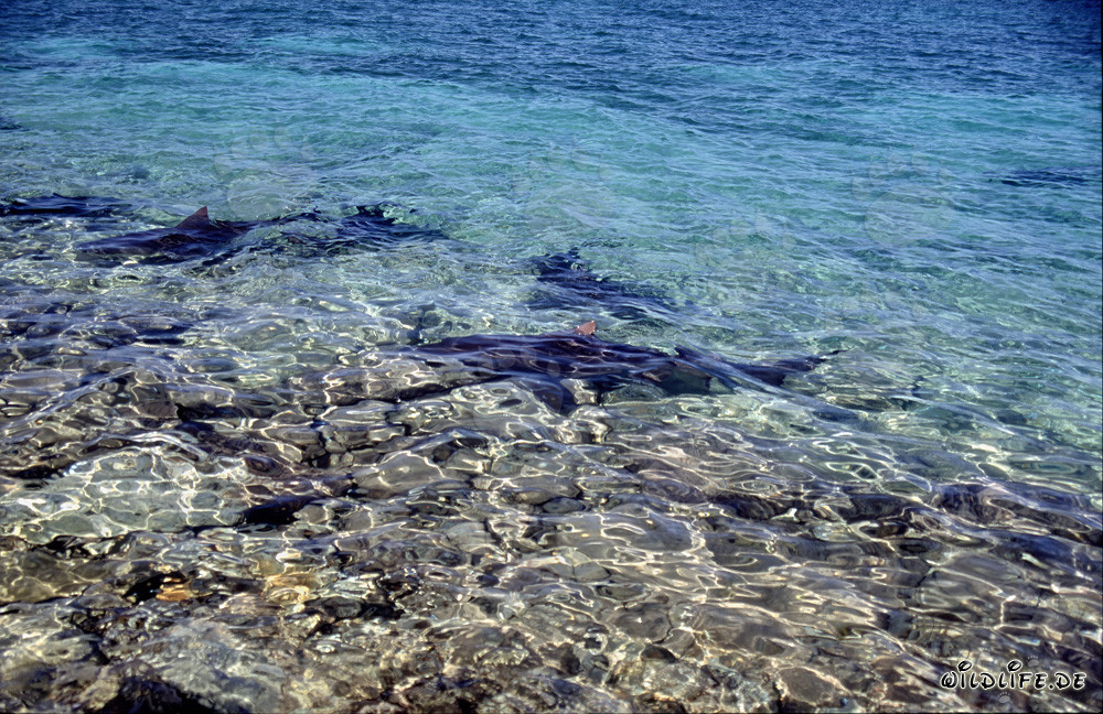Squali toro - Affascinanti predatori marini