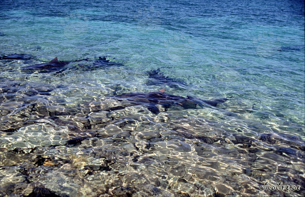 Tiburones toro - Fascinantes depredadores marinos