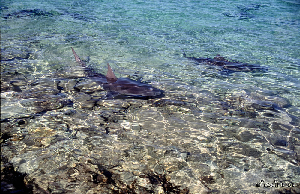 Bull Sharks in the Waters of Walker´s Cay, Bahamas