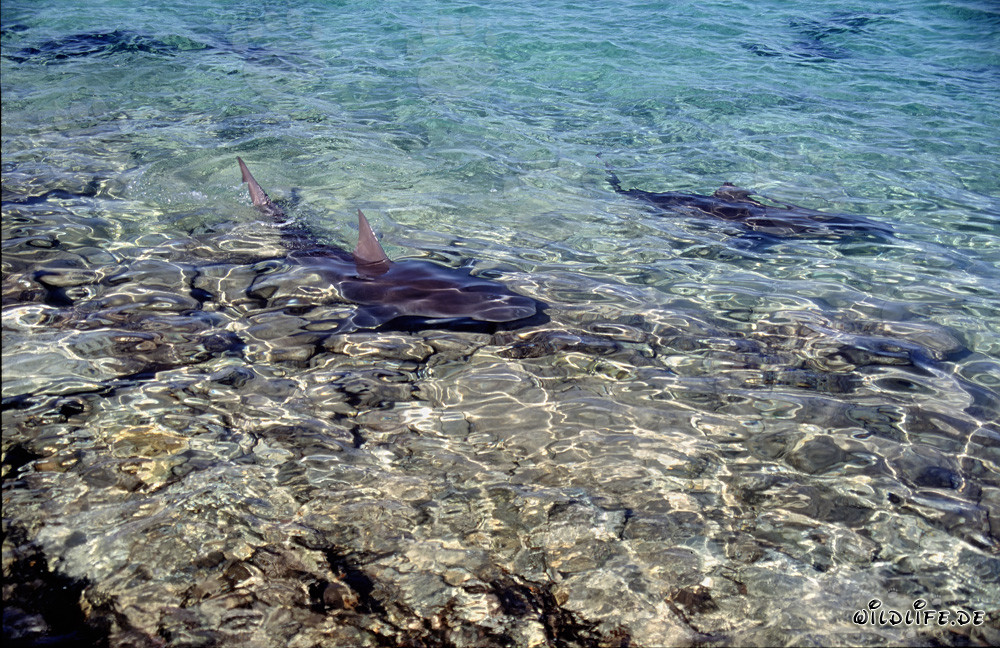 Bullenhaie in den Gewässern von Walker´s Cay, Bahamas