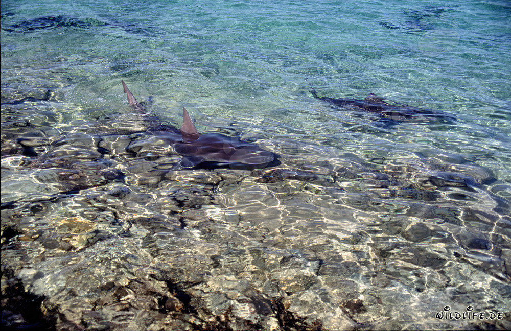 Requins bouledogues dans les eaux de Walker's Cay, Bahamas