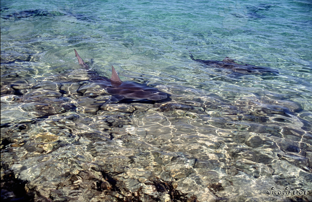 Squali toro nelle acque di Walker's Cay, Bahamas