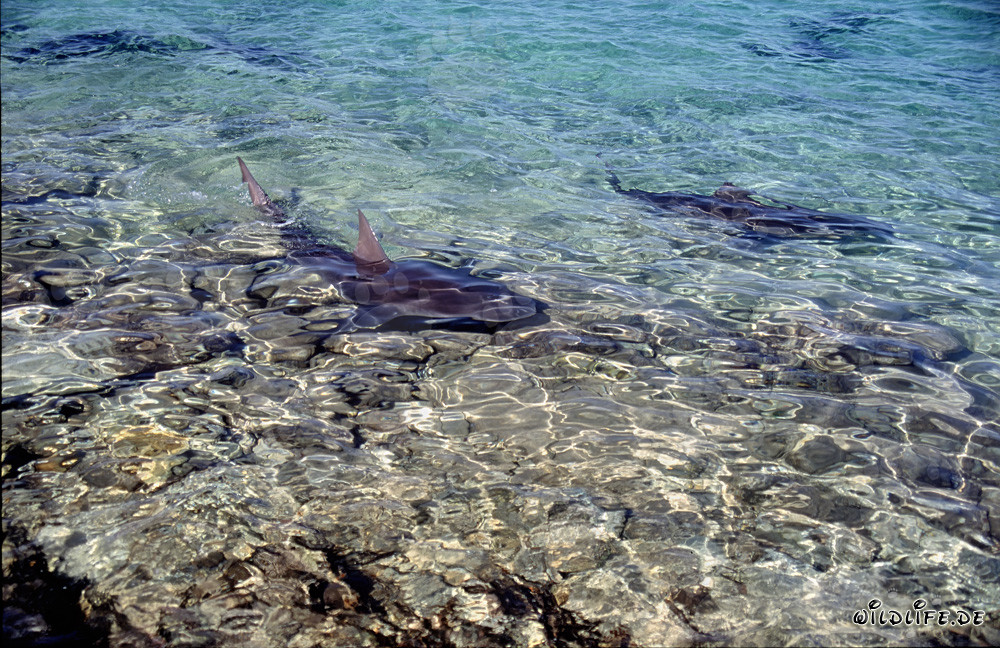 Tiburones toro en las aguas de Walker's Cay, Bahamas