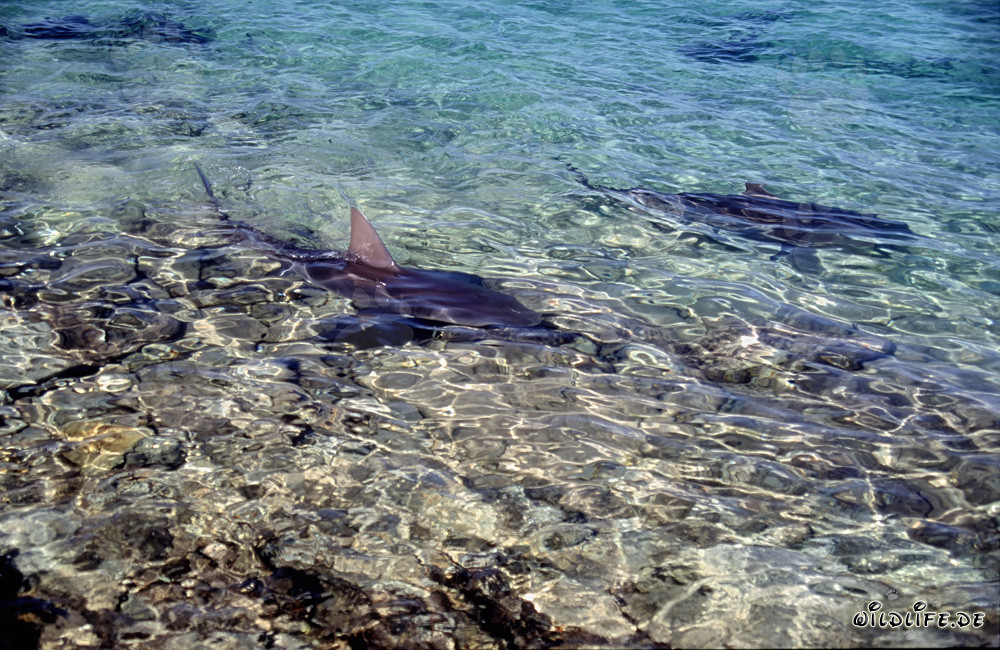 Requins taureaux marquants sur la plage des requins de Walker´s Cay