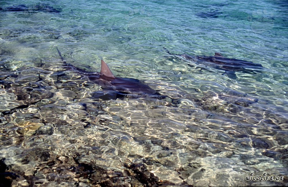 Squali toro distintivi sulla spiaggia degli squali di Walker´s Cay
