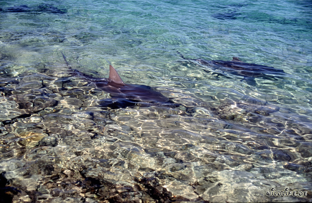 Striking bull sharks at the shark beach of Walker´s Cay