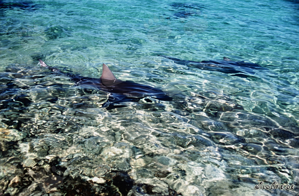 La majestuosa aleta dorsal de un tiburón toro sobresale del agua poco profunda