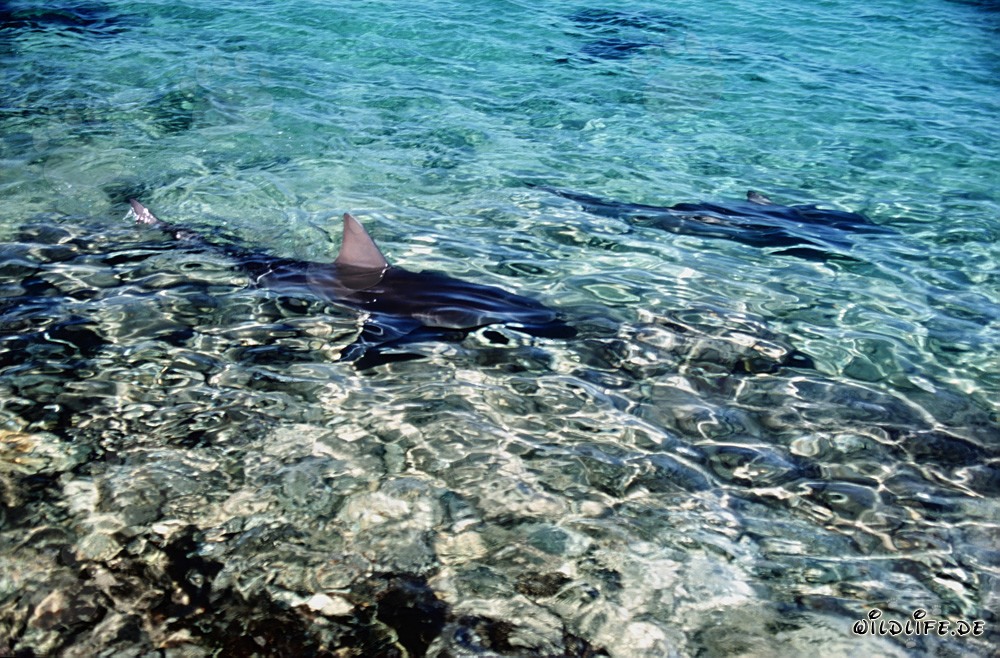 The majestic dorsal fin of a bull shark protrudes from the shallow water