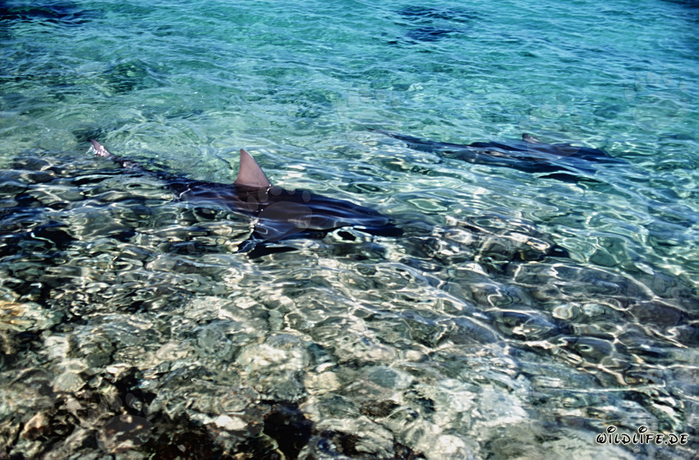 Die majestätische Rückenflosse eines Bullenhais ragt aus dem flachen Wasser