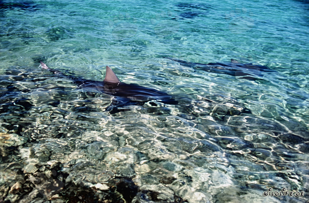 La majestueuse nageoire dorsale d'un requin taureau émerge de l'eau peu profonde