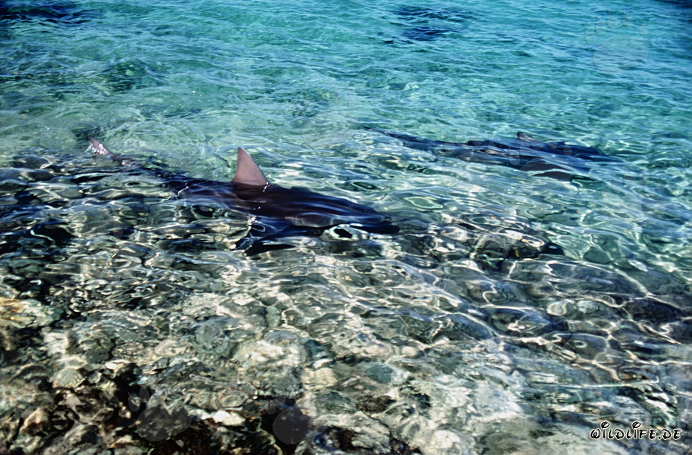 La maestosa pinna dorsale di uno squalo toro sporge dall'acqua bassa