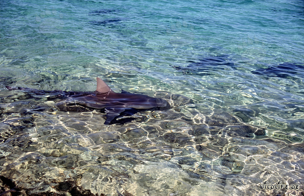 Bull Shark Patrol in shallow water