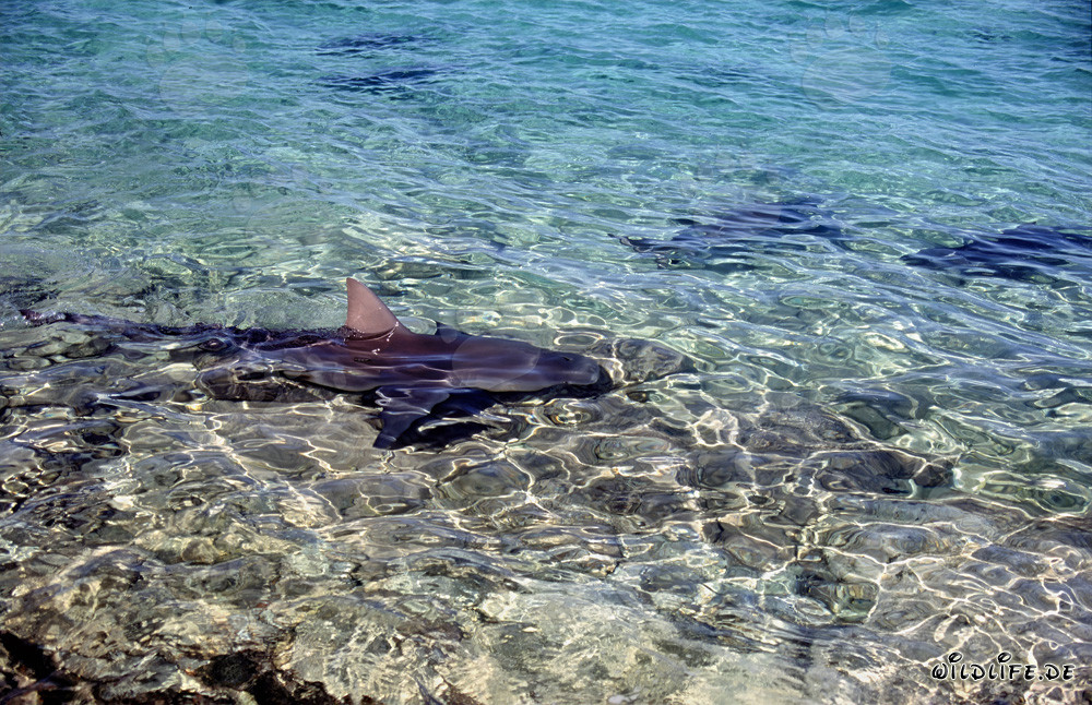 Patrouille de requins-bouledogues dans les eaux peu profondes