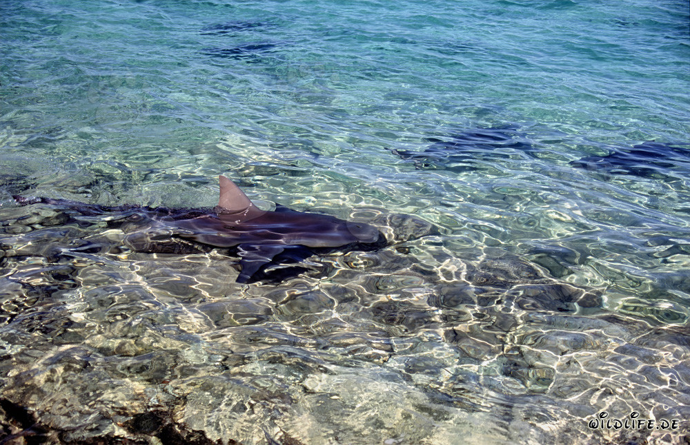 Pattuglia di squali toro in acque basse