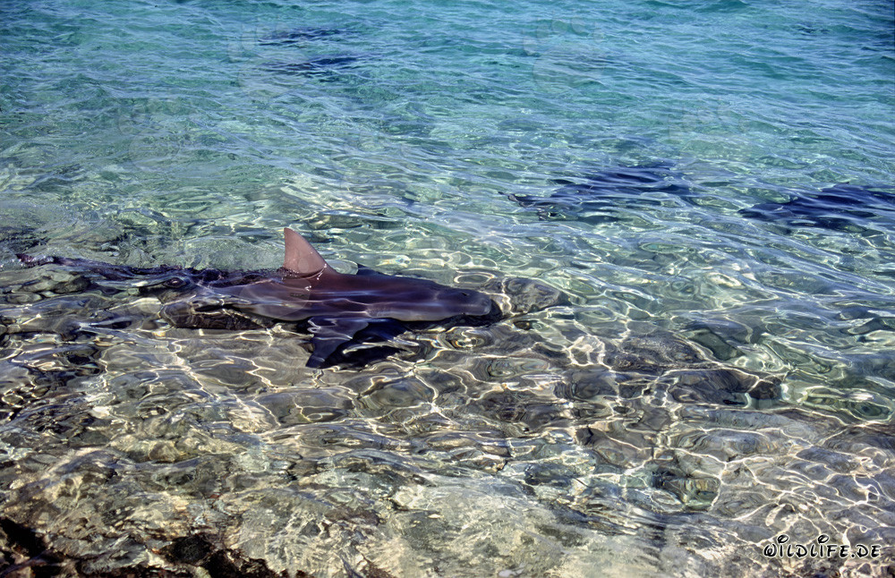 Patrulla de tiburones toro en aguas poco profundas