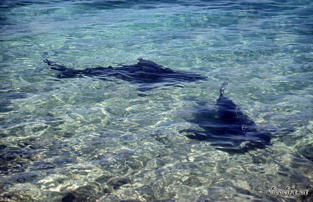 Faszinierende Bullenhaie in Strandnähe auf den Bahamas