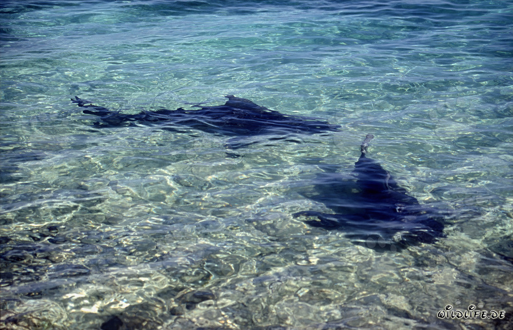 Requins taureaux fascinants près de la plage aux Bahamas