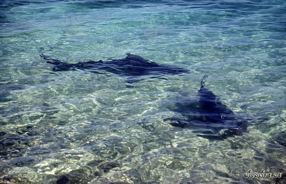 Affascinanti squali toro vicino alla spiaggia alle Bahamas