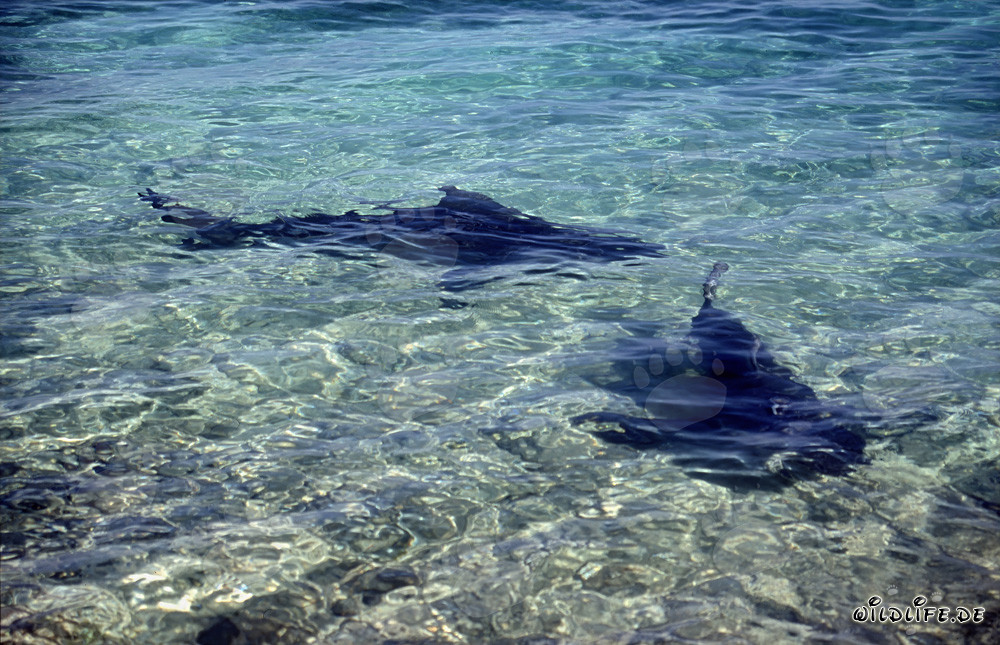 Fascinantes tiburones toro cerca de la playa en las Bahamas