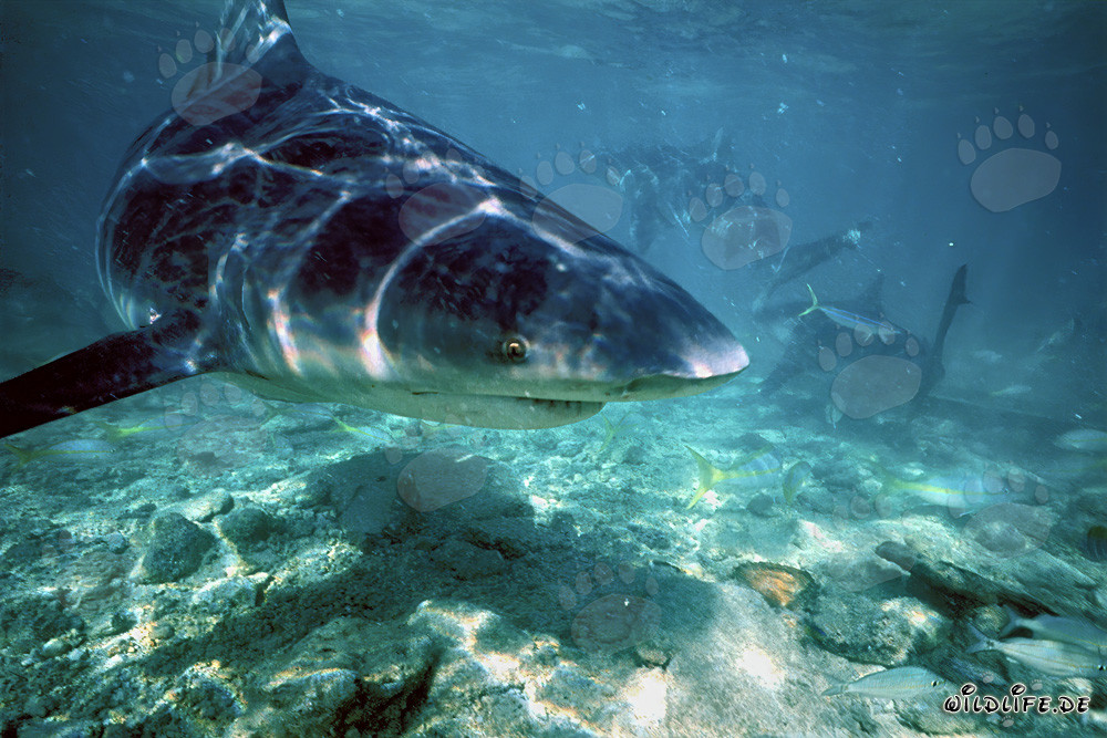 Imposanter Bullenhai auf Nahrungssuche vor der Shark Beach auf den Bahamas