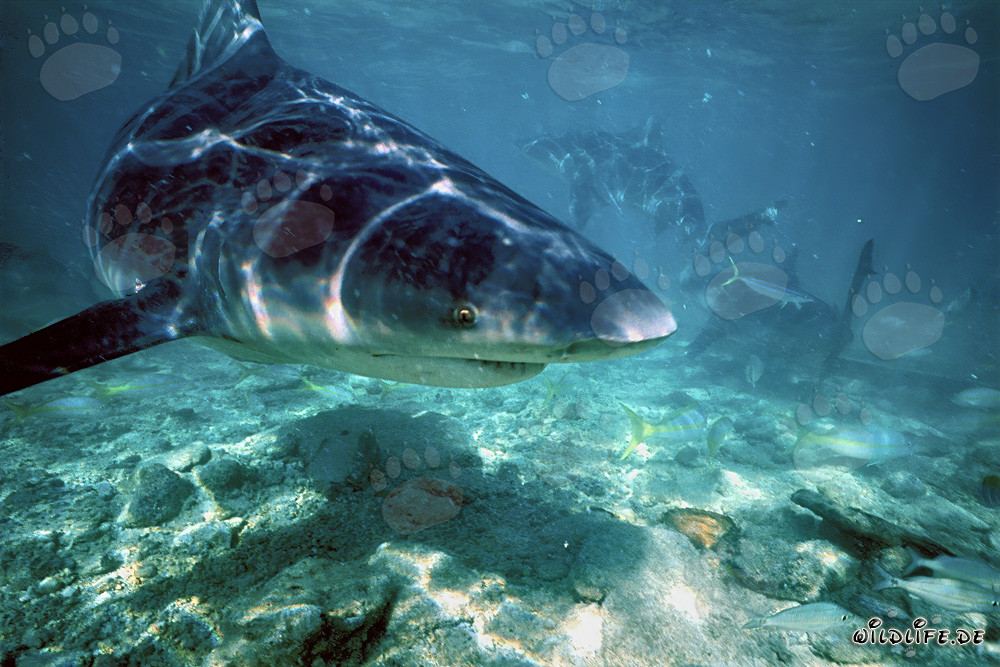 Impressionnant requin taureau à la recherche de nourriture devant la plage des requins aux Bahamas