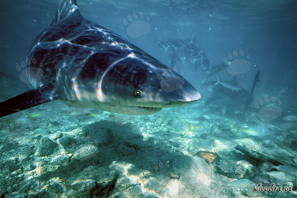 Impressionante squalo toro alla ricerca di cibo davanti alla spiaggia degli squali alle Bahamas