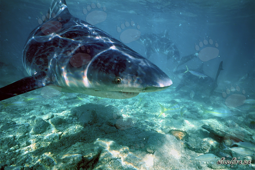 Impresionante tiburón toro en busca de alimento frente a la playa de tiburones en las Bahamas