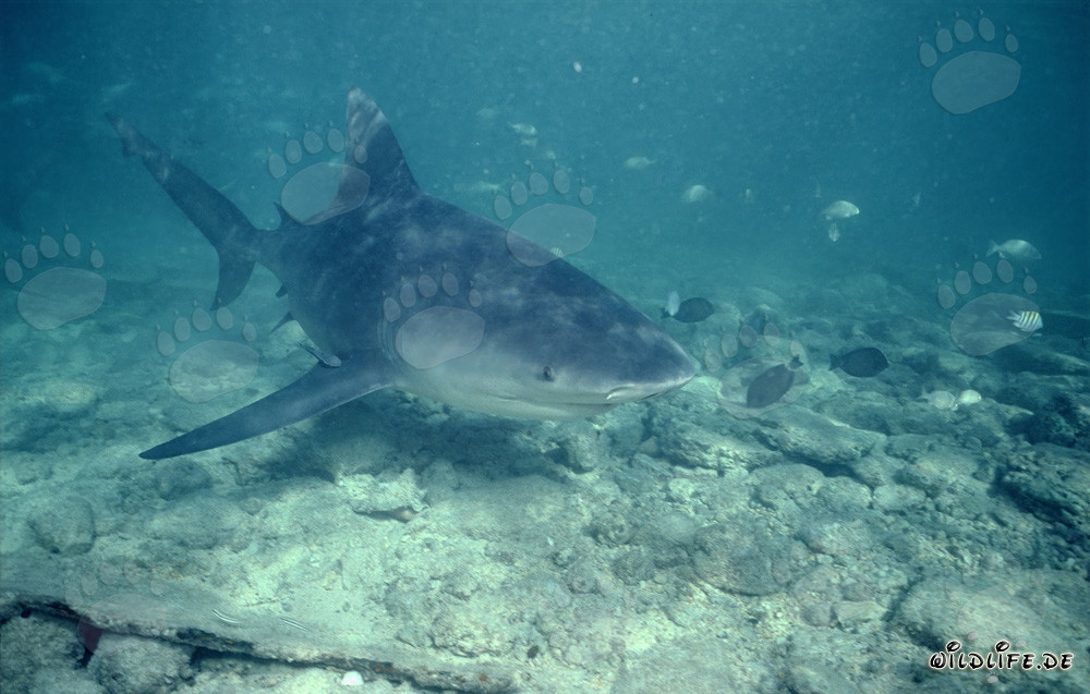 Imposanter Bullenhai schwimmt neugierig heran