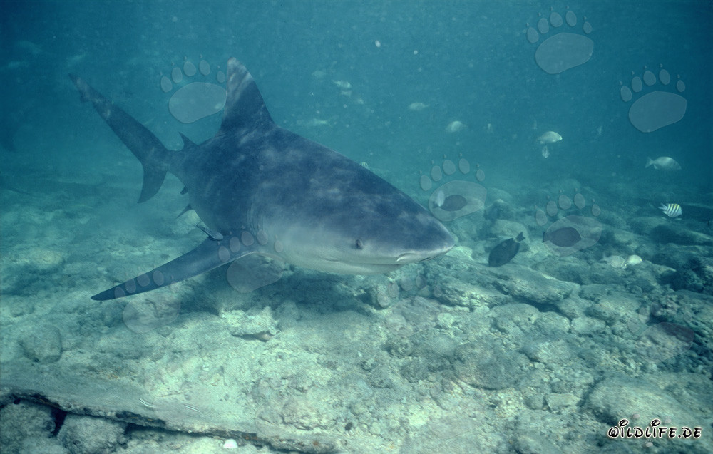 Grand requin taureau s'approche curieusement