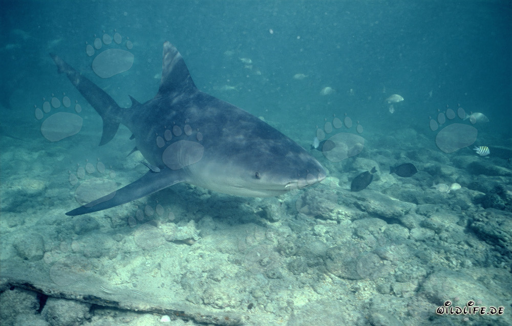 Impresionante tiburón toro se acerca con curiosidad