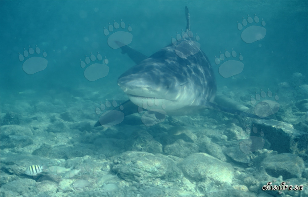 Fascinating Bull Shark in Direct Approach