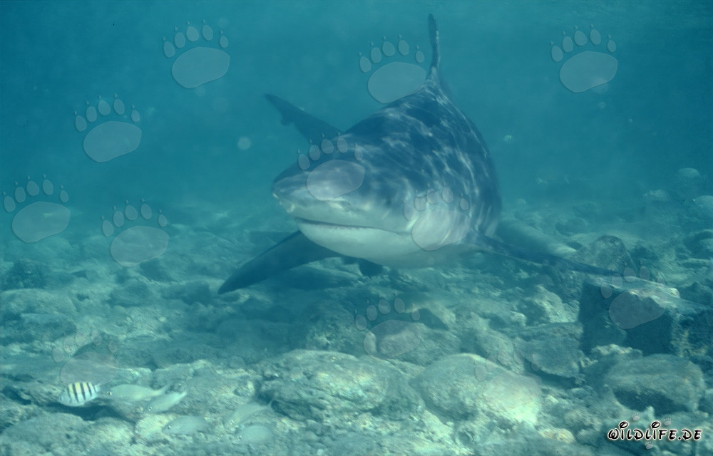 Requin taureau fascinant en attaque directe