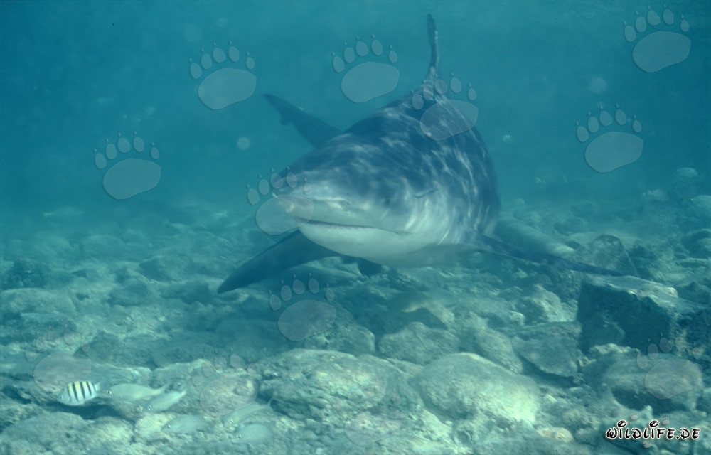 Fascinante squalo toro in attacco diretto