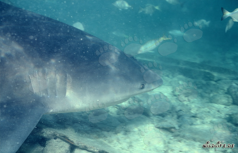 Fascinating Bull Shark Portrait (Carcharhinus leucas)