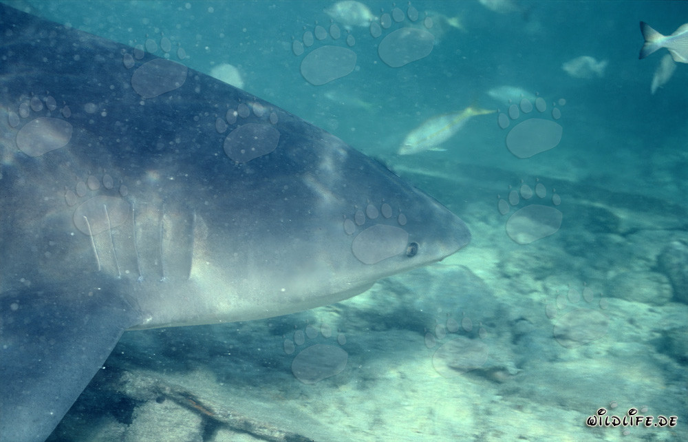 Faszinierendes Bullenhai Porträt (Carcharhinus leucas)