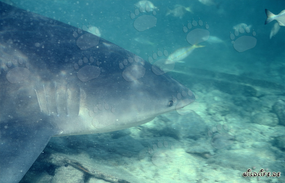 Portrait fascinant du requin taureau (Carcharhinus leucas)