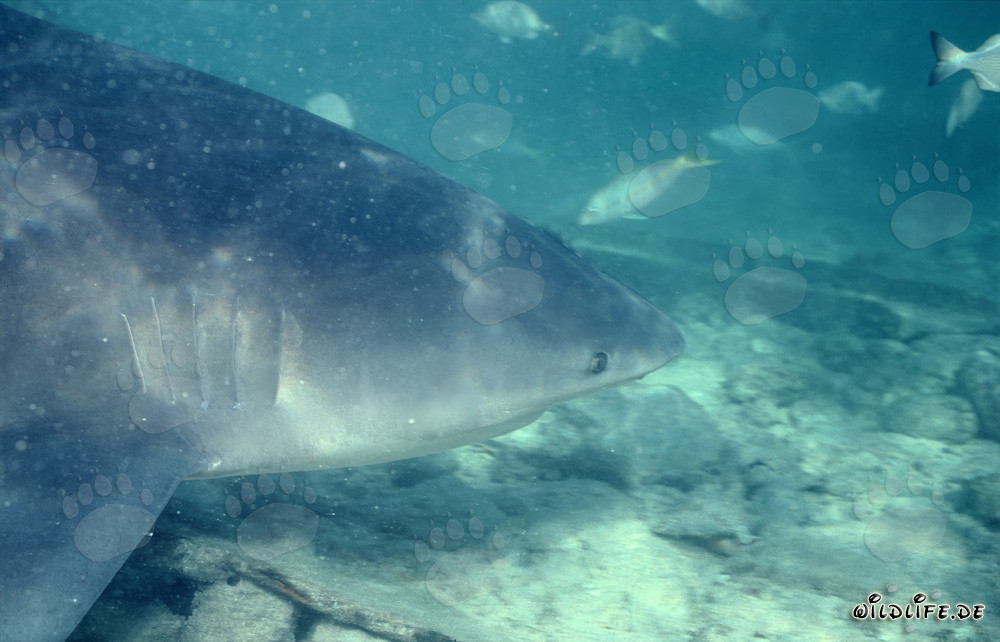 Ritratto affascinante dello squalo toro (Carcharhinus leucas)