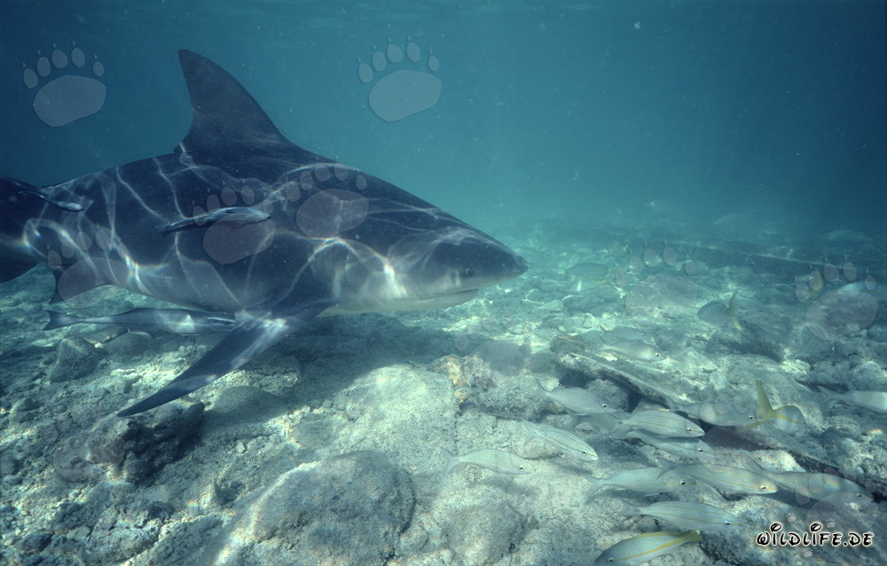 Majestic bull shark swims boldly nearby