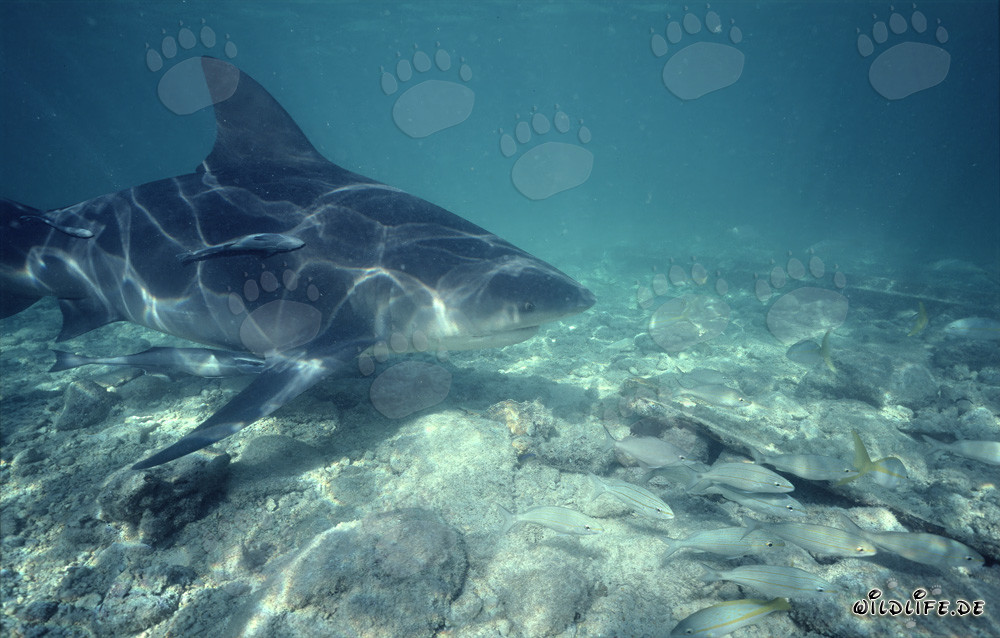 Requin taureau majestueux nage courageusement à proximité