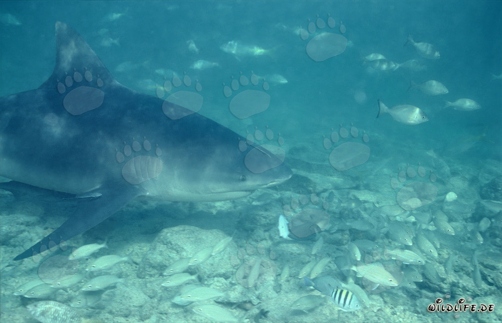 Bull shark gracefully swims surrounded by a shoal of fish