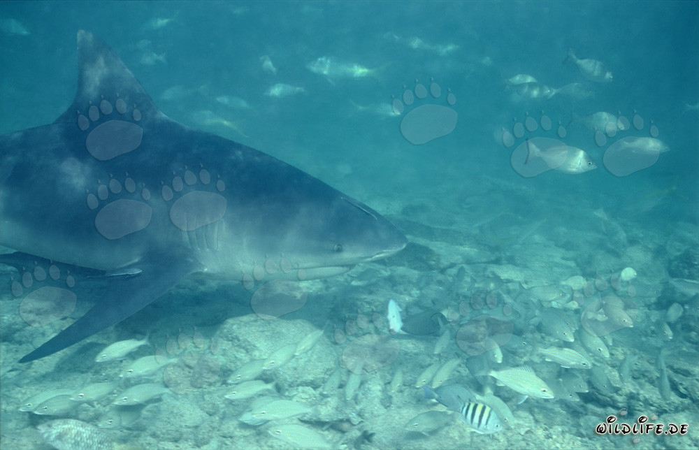 Bullenhai schwimmt elegant umgeben von einem Fischschwarm
