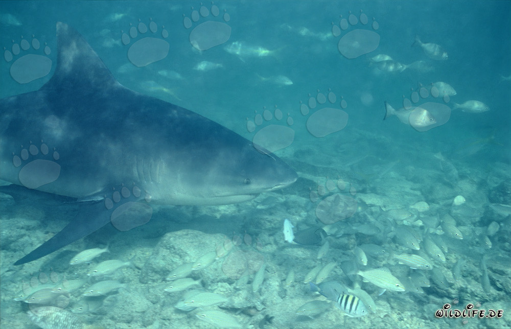 Requin taureau nage élégamment entouré d'un banc de poissons