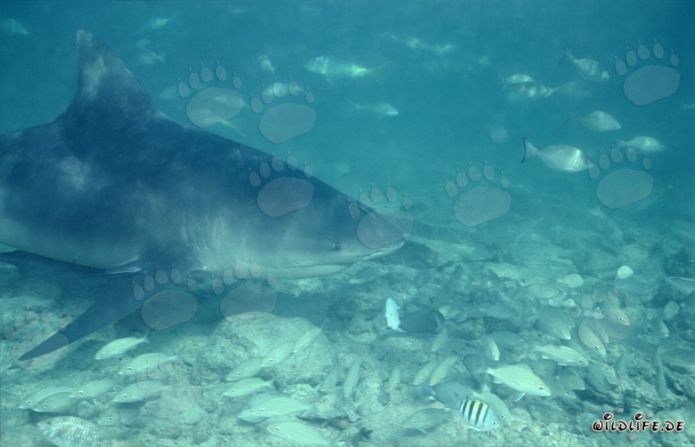 Tiburón toro nada elegantemente rodeado de un banco de peces