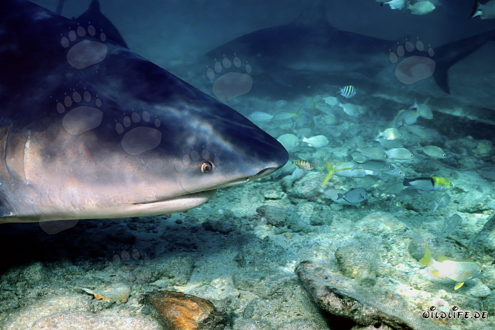 Fascinating bull shark portrait in shallow water off Walker´s Cay, Bahamas