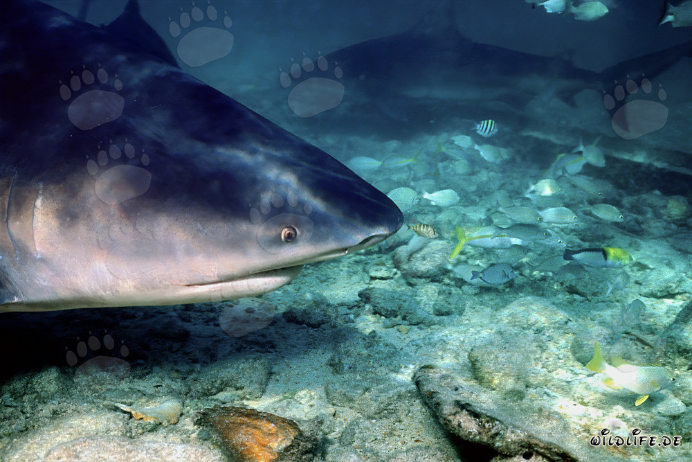 Faszinierendes Bullenhai Porträt im seichten Wasser vor Walker´s Cay, Bahamas