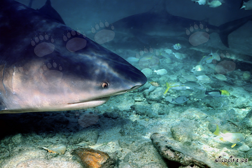 Portrait fascinant d'un requin taureau dans les eaux peu profondes de Walker´s Cay, Bahamas
