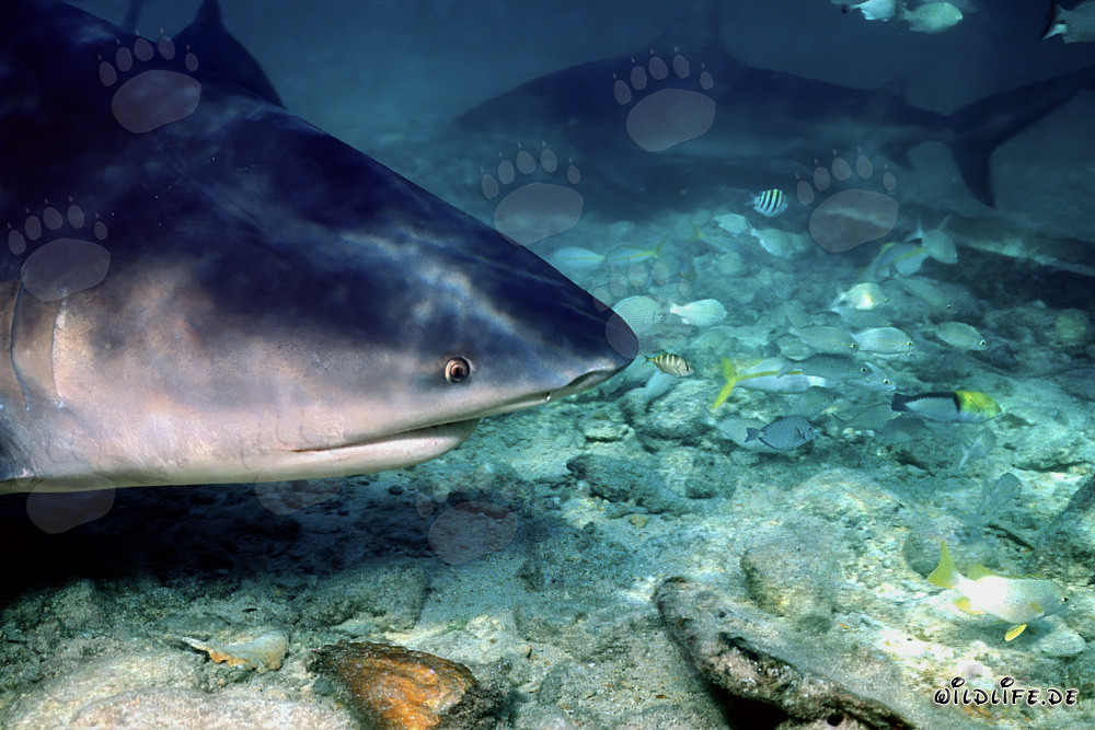 Retrato fascinante de un tiburón toro en aguas poco profundas frente a Walker´s Cay, Bahamas