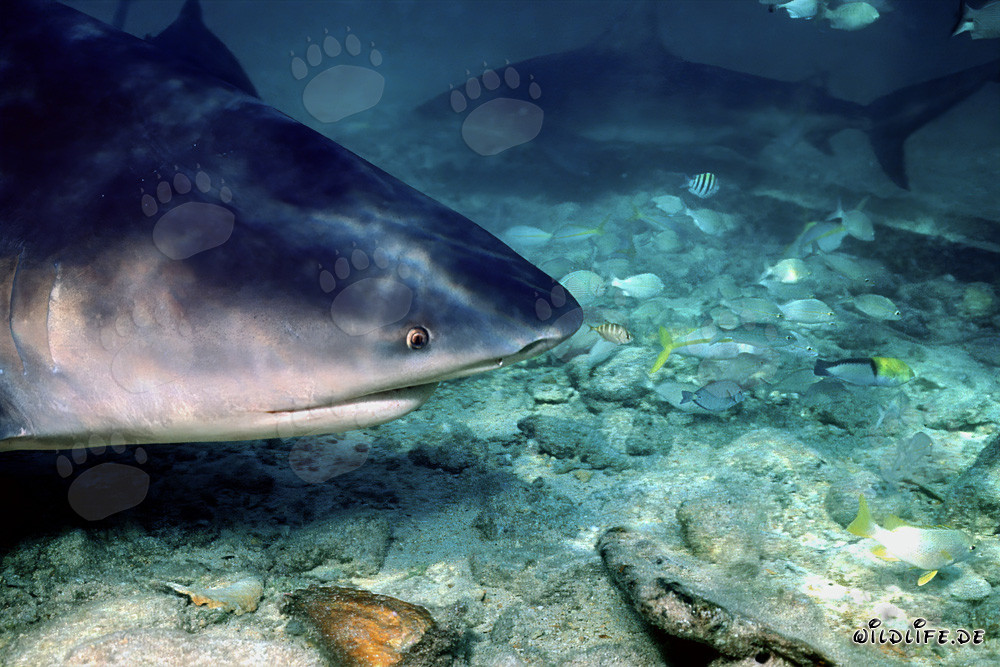 Affascinante ritratto di uno squalo toro in acque basse di Walker´s Cay, Bahamas