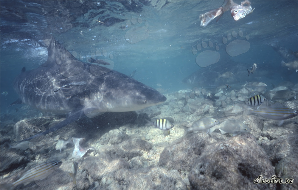 Fascinating Bull Shark Explores the Shallow Water Area in Walker´s Cay, Bahamas